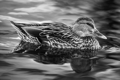 Duck in black & white