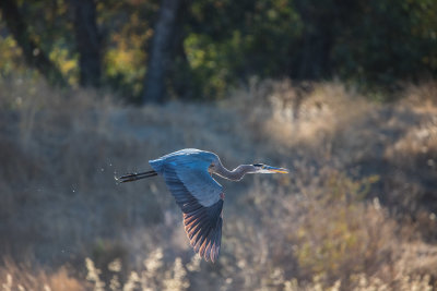 Great Blue Heron