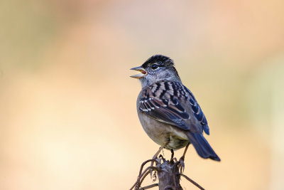 Golden-crowned Sparrow