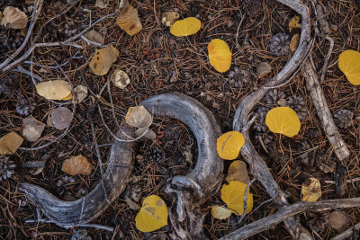 Autumn floor