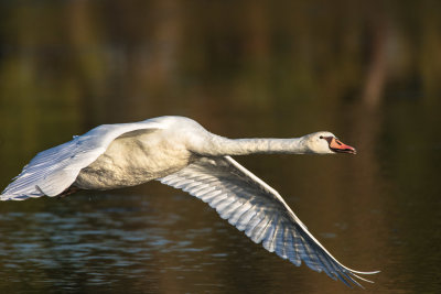 Swan in flight