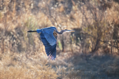 Blue heron in flight