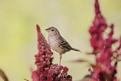 Golden-crowned Sparrow