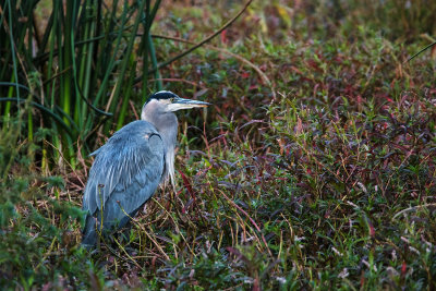 Great Blue Heron