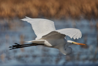 Egret in flight