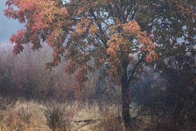 Autumn tree