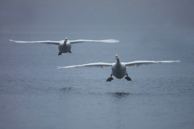 Landing