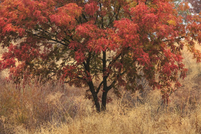 Autumn tree