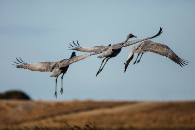 Sandhill Cranes