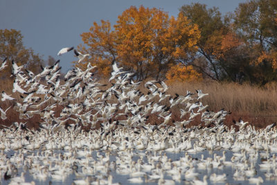 Snow Geese