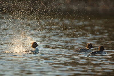 Bathing