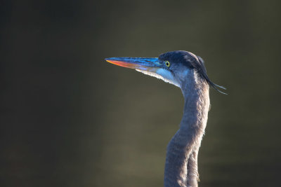 GBH portrait