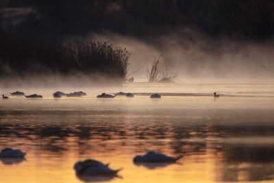 Morning fog