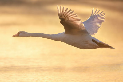 Morning flight