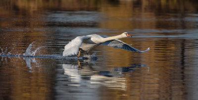 Taking off