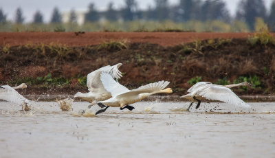 Tundra swans taking off