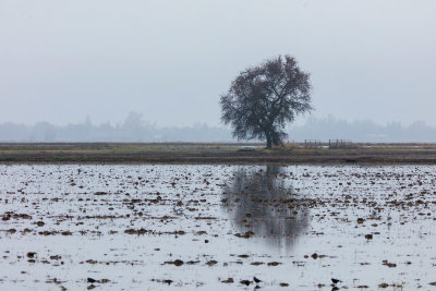 The tree