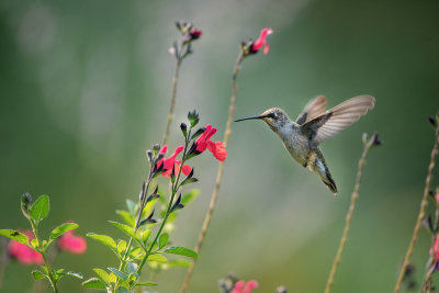 Hummer & flowers
