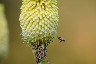 Bee & flower