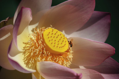Lotus closeup