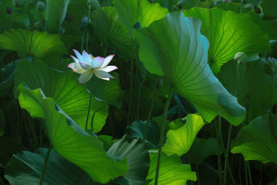 Lotus