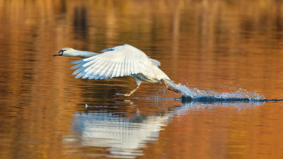 Walking on the lake