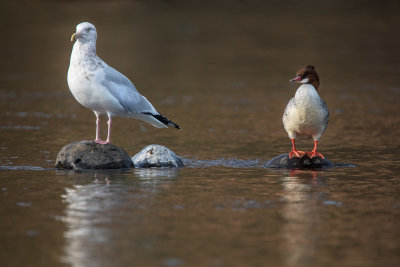 Herring Gull & Common Merganser (f)