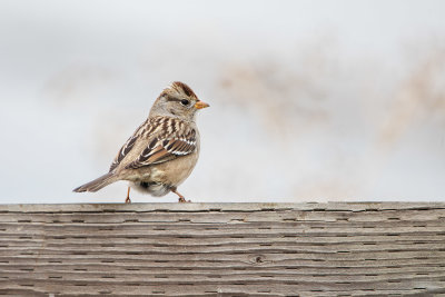 Sparrow