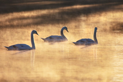 Golden morning