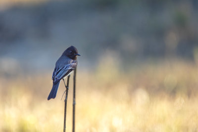 Black Phoebe