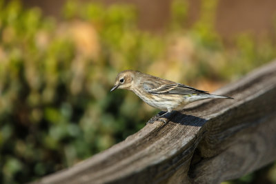 Yellow-rumped Warbler