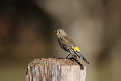 Yellow-rumped Warbler