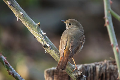 Hermit Thrush