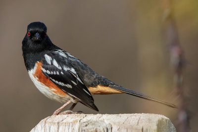 Spotted Towhee
