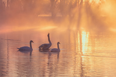 Morning swans