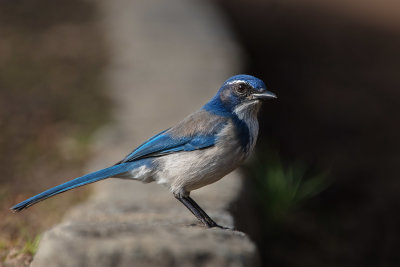 California Scrub Jay