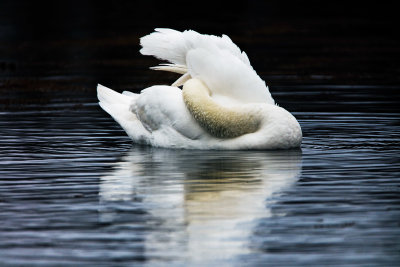 Swan