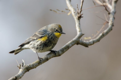 Yellow-rumped Warbler