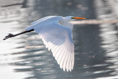 Great Egret