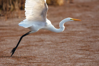 Egret taking off