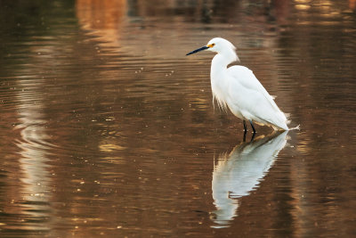 Snowy Egret