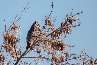 Great Horned Owl