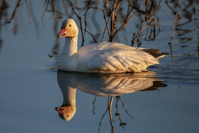 Snow Goose