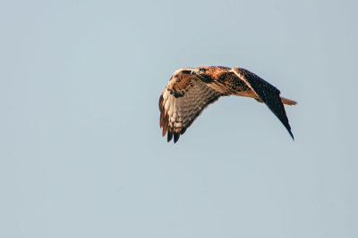 Red-tailed Hawk