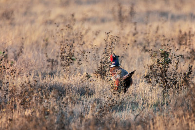 Pheasant