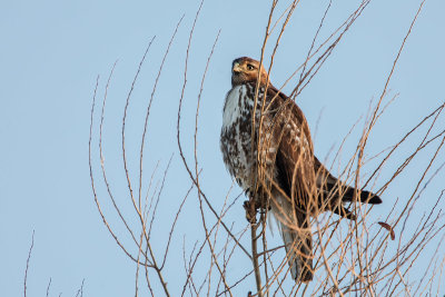 Red-tailed Hawk