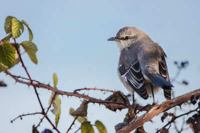 Northern Mockingbird