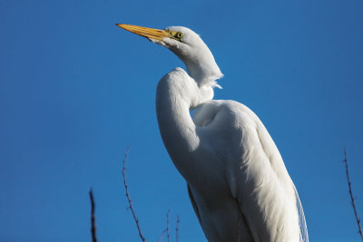 Egret