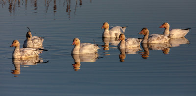 Snow Geese