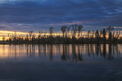 Trees by the Lake